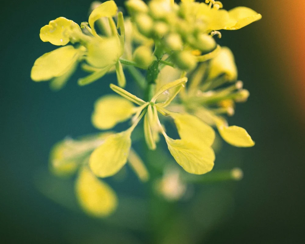 brassica