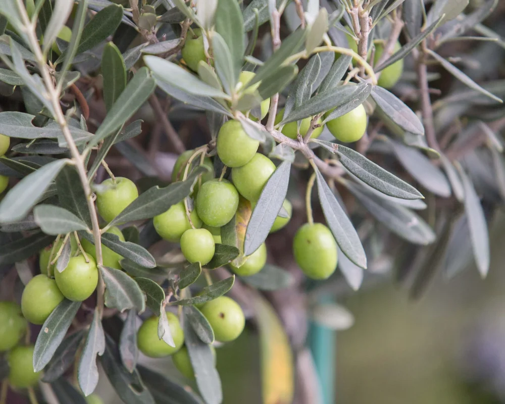 olive-tree-brunch